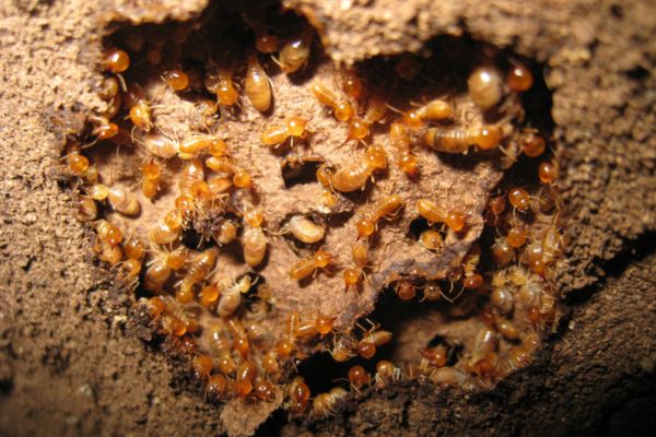 Termites working