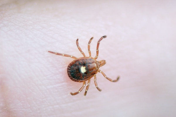 Lone star tick on skin