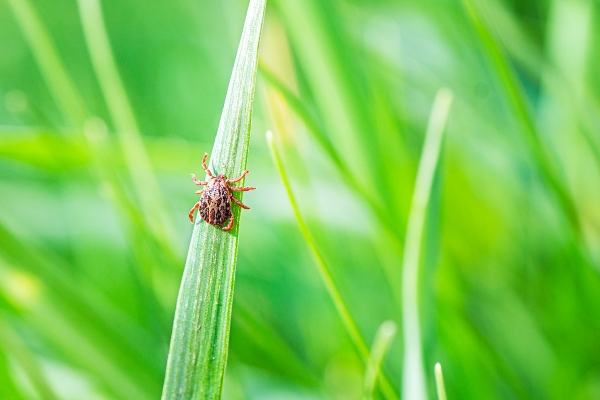 Tick on grass