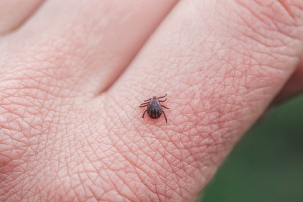 Tick on human hand