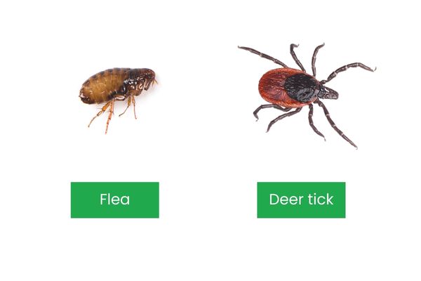 Tick vs flea