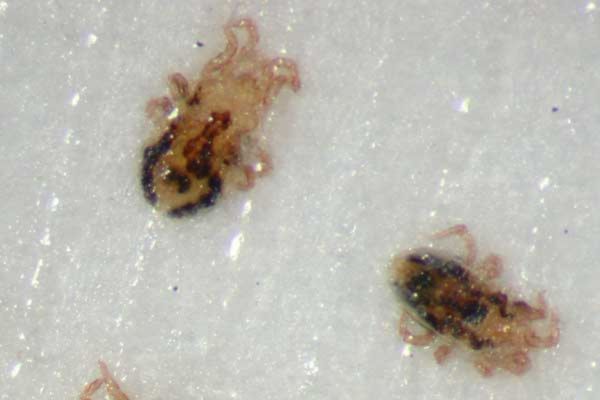 Bird mites