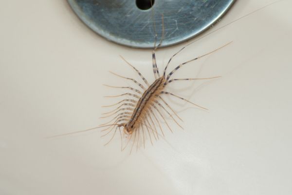 Centipede
