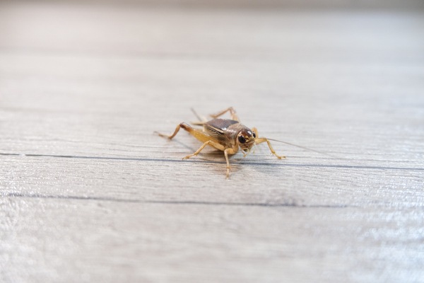 Cricket indoors