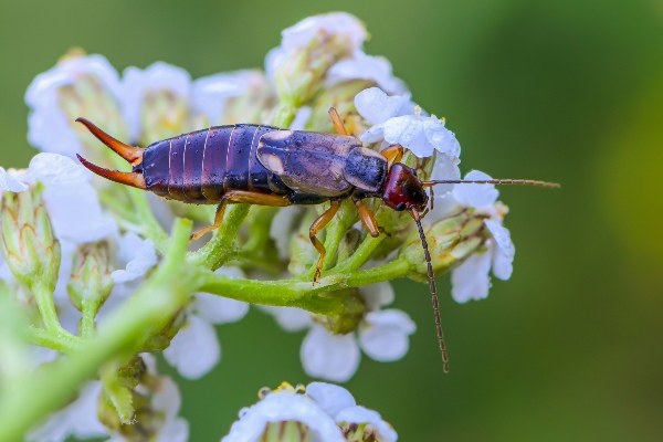 Earwig on flower