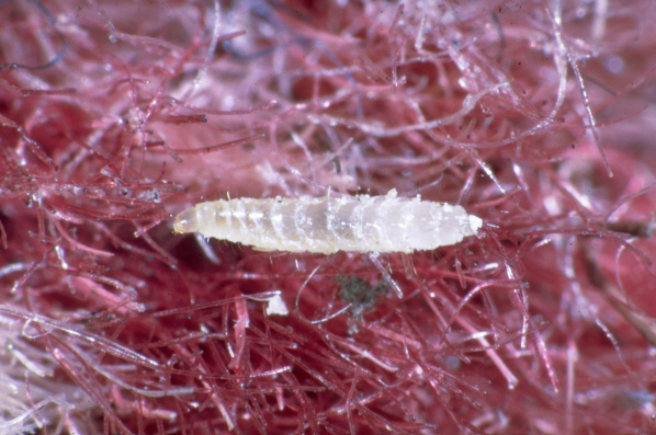 Flea Larvae