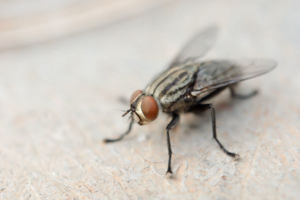 fly
