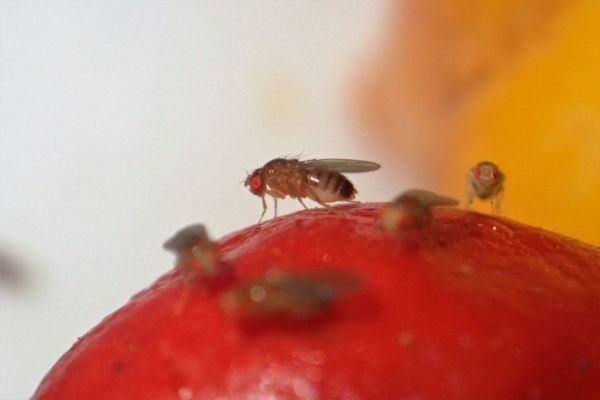 Fruit flies