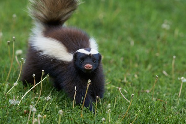 Skunk in yard