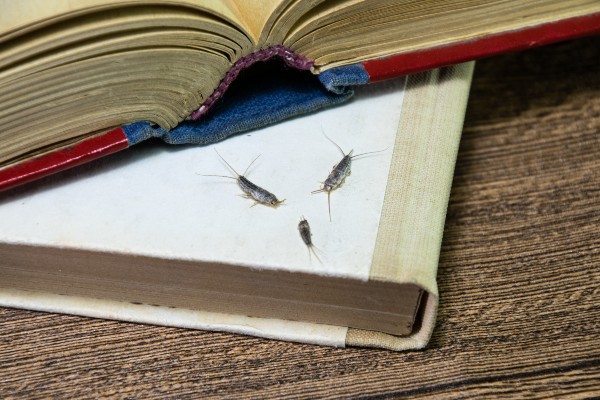 Silverfish on book