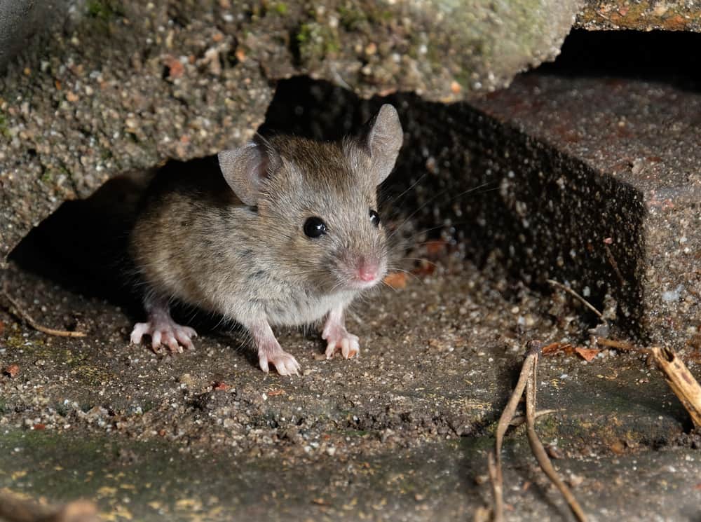 mouse
