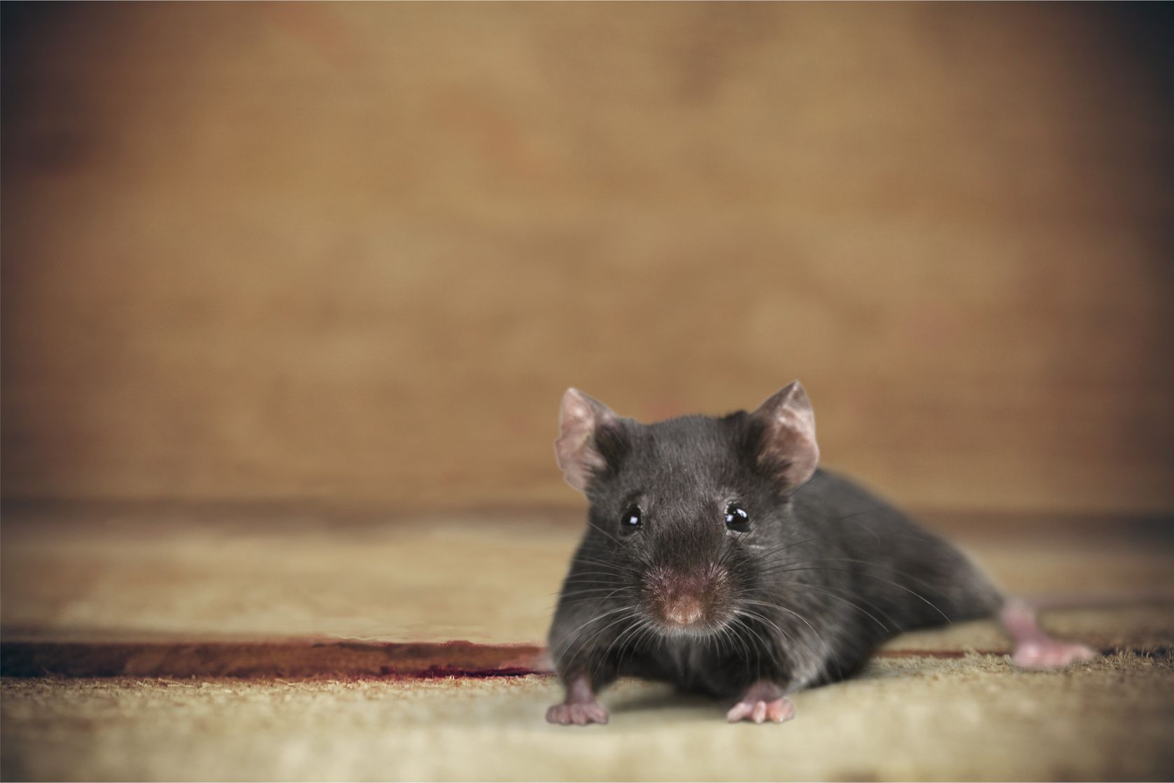 Brown rat