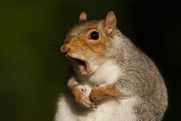 squirrel