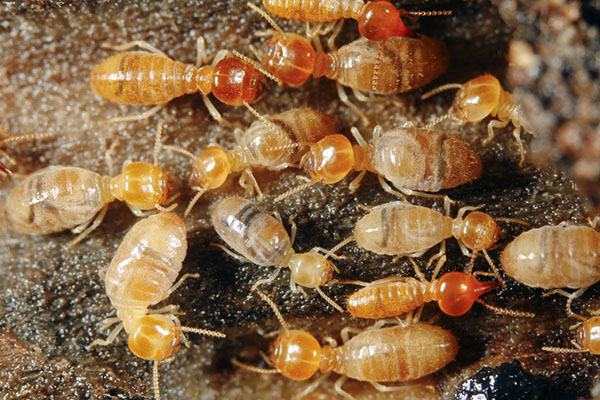 swarm of termites