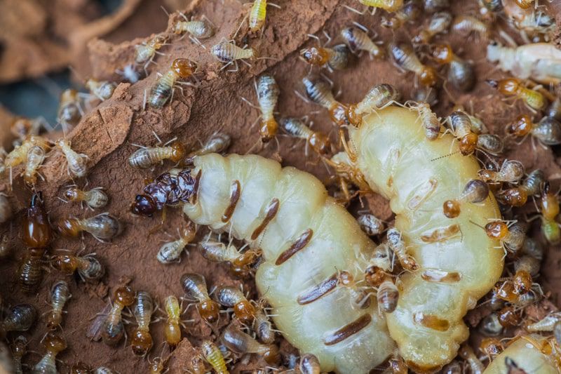 termite colony