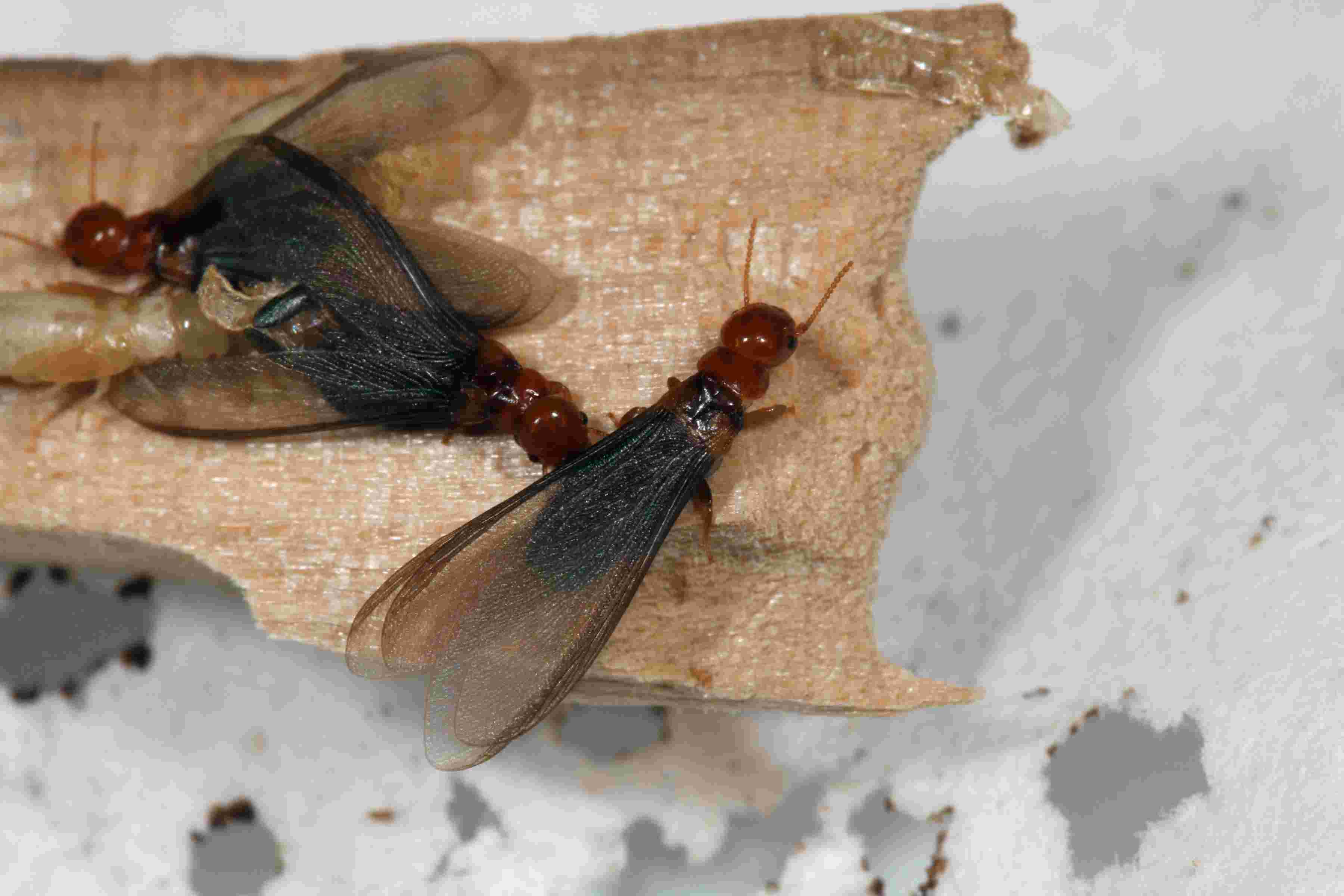 termite swarmer