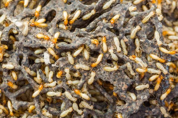 swarm of termites